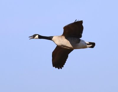 Grote Canadese Gans - Greater Canada Goose