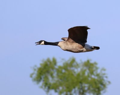 Grote Canadese Gans - Greater Canada Goose