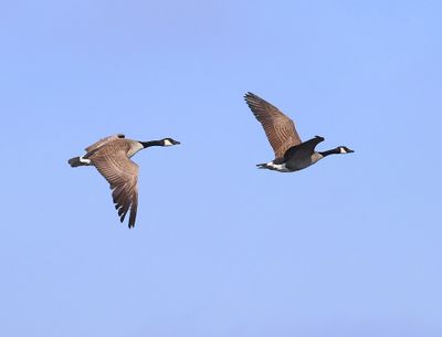 Grote Canadese Gans - Greater Canada Goose