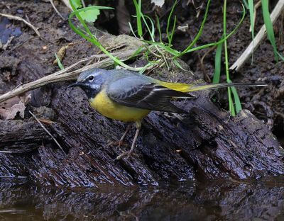 Grote Gele Kwikstaart - Grey Wagtail