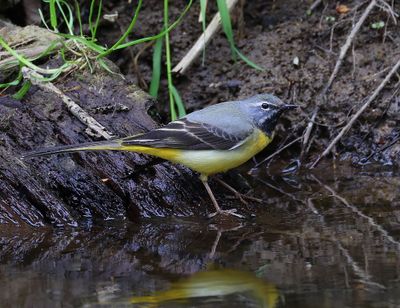 Grote Gele Kwikstaart - Grey Wagtail