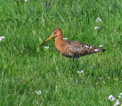Grutto - Black-tailed Godwit