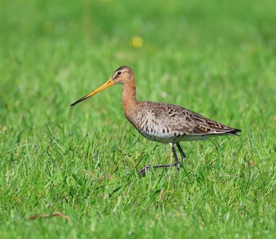 Grutto - Black-tailed Godwit