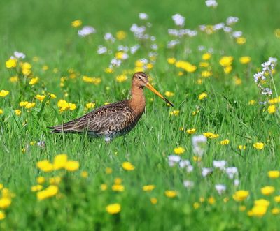 Grutto - Black-tailed Godwit