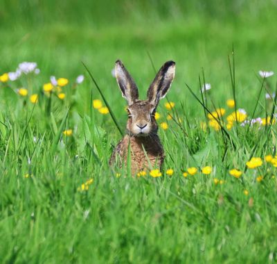 Haas - Hare
