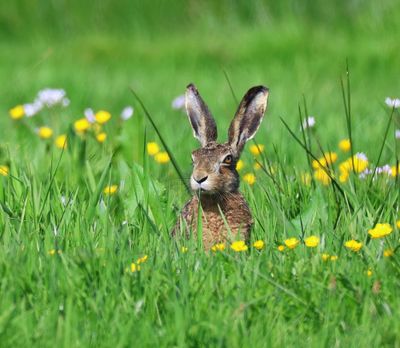 Haas - Hare