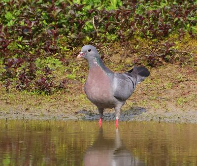 Holenduif - Stock Dove
