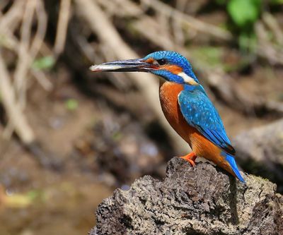IJsvogel - Common Kingfisher