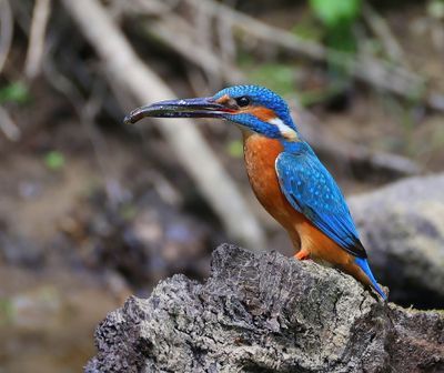 IJsvogel - Common Kingfisher