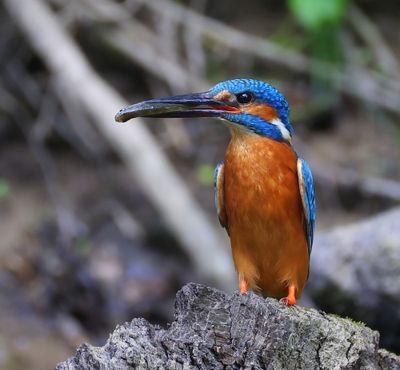 IJsvogel - Common Kingfisher