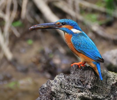 IJsvogel - Common Kingfisher