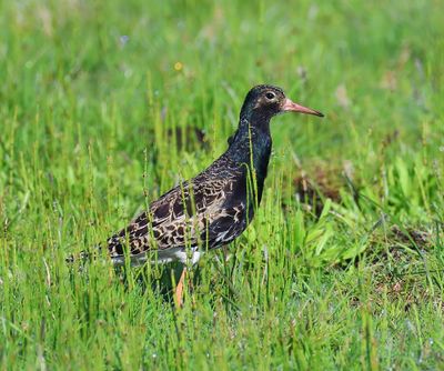 Kemphaan - Ruff
