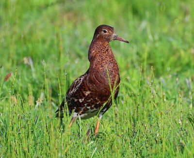 Kemphaan - Ruff