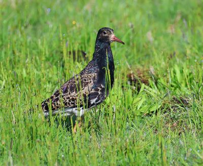 Kemphaan - Ruff