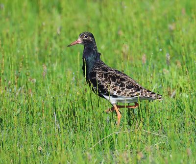 Kemphaan - Ruff