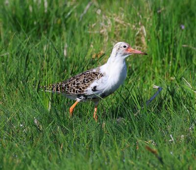 Kemphaan - Ruff