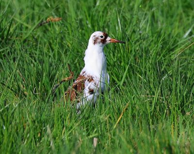 Kemphaan - Ruff