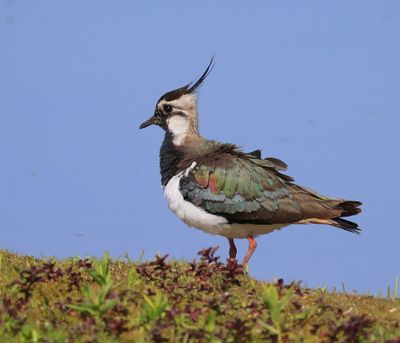 Kievit - Northern Lapwing