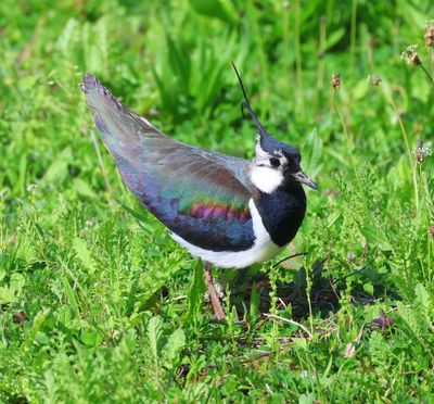 Kievit - Northern Lapwing