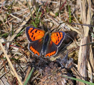 Kleine Vuurvlinder - Small Copper