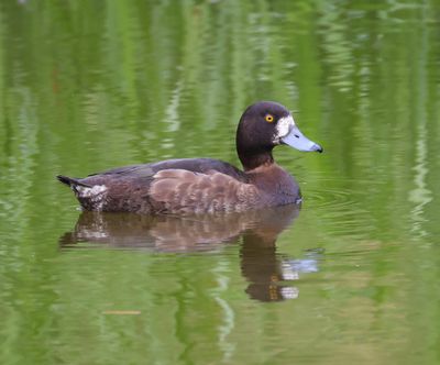Kuifeend - Tufted Duck