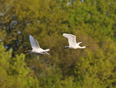 Lepelaars - Eurasian Spoonbills