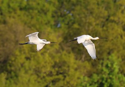 Lepelaar - Eurasian Spoonbill