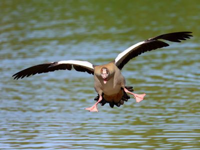 Nijlgans - Egyptian Goose