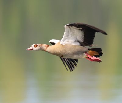Nijlgans - Egyptian Goose