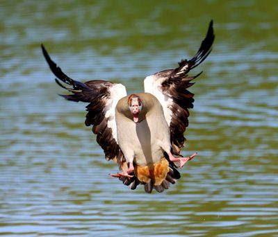 Nijlgans - Egyptian Goose