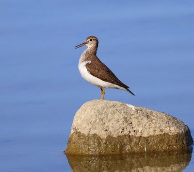 Oeverloper - Common Sandpiper