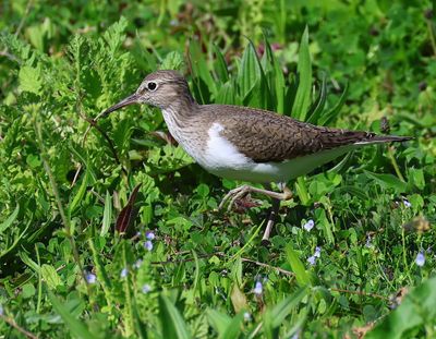 Oeverloper - Common Sandpiper