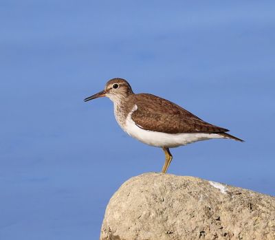 Oeverloper - Common Sandpiper