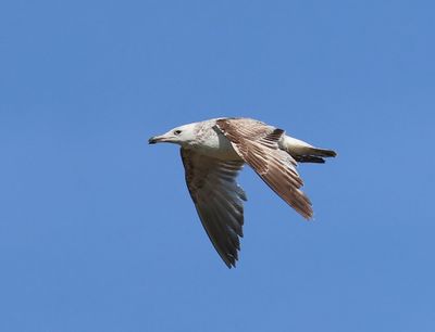 Pontische Meeuw - Caspian Gull