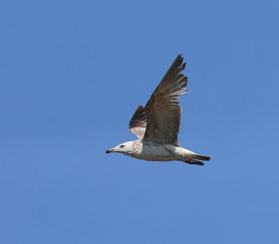 Pontische Meeuw - Caspian Gull