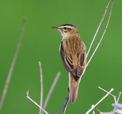 Rietzanger - Sedge Warbler
