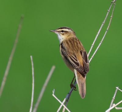 Rietzanger - Sedge Warbler
