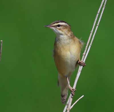 Rietzanger - Sedge Warbler