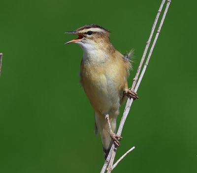 Rietzanger - Sedge Warbler