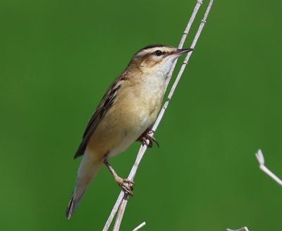 Rietzanger - Sedge Warbler