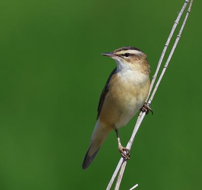 Rietzanger - Sedge Warbler