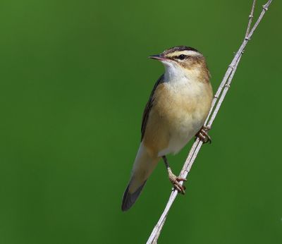 Rietzanger - Sedge Warbler