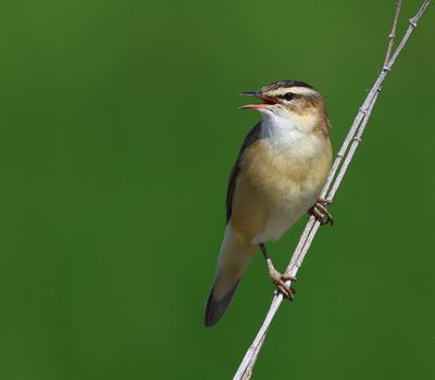 Rietzanger - Sedge Warbler