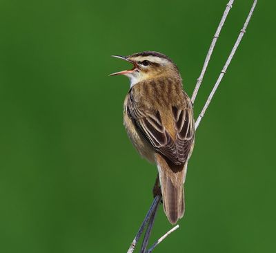 Rietzanger - Sedge Warbler