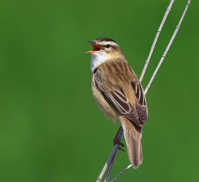 Rietzanger - Sedge Warbler