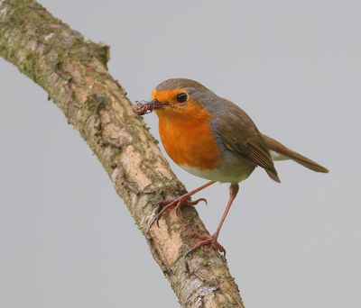 Roodborst - European Robin