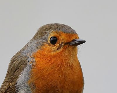 Roodborst - European Robin