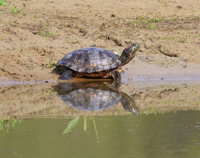 Roodwangschildpad - Red-eared Slider