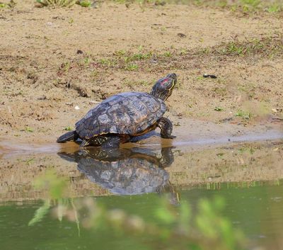 Roodwangschildpad - Red-eared Slider