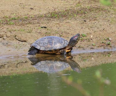Roodwangschildpad - Red-eared Slider